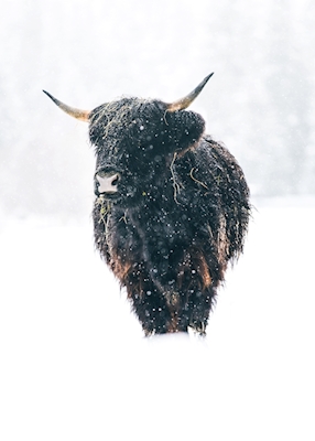 Horalská kráva ve sněhu