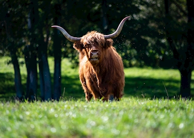 Highland Cattle på sommarbete