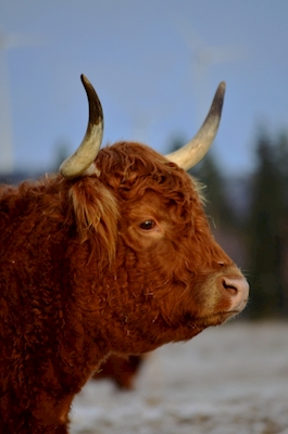Highland Cattle 