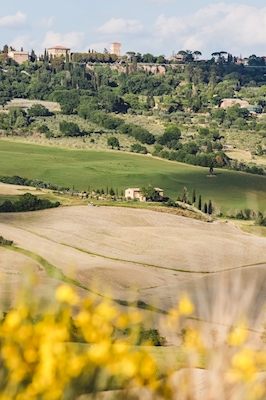 Bloemen in Toscane, Val D'Orcia