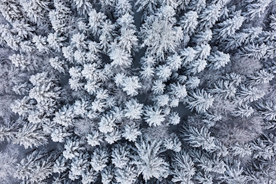 Zima w Schwarzwaldzie