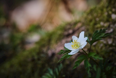 A wood anemone by a tree