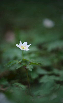 Wood anemone among the leaves