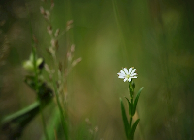 En liten hvit blomst i gresset
