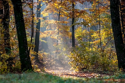 Magiczne światło w jesiennym lesie