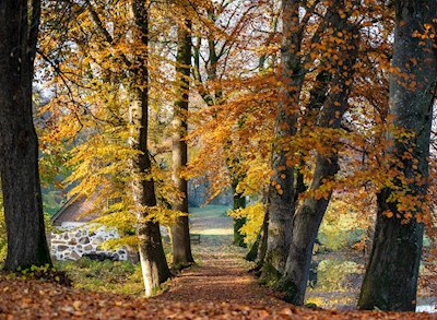 Het pad door de herfst