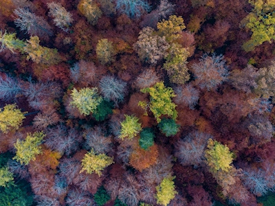 Skov om efteråret
