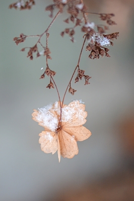 The first snowflakes 