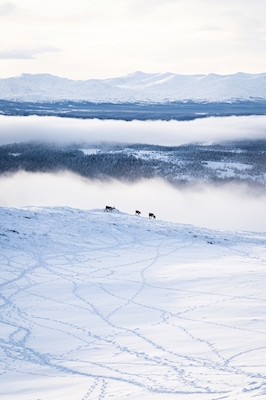 Rendieren op de Zweedse bergen in Åre