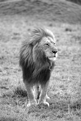 Lví král