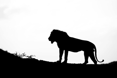 Løve silhuet på højderyg