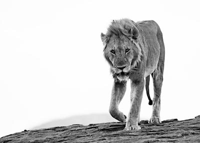 Lion s’approche