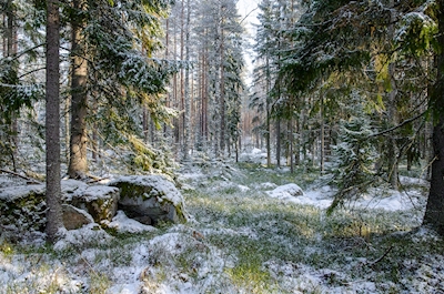 Printemps hiver en forêt