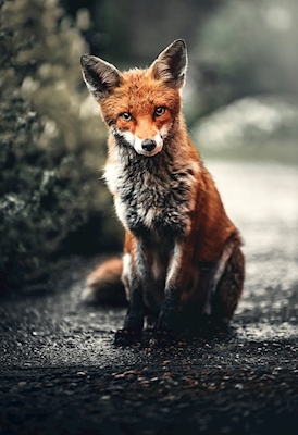 Fox Ox