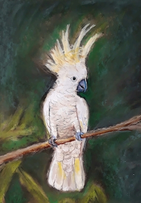 Kakadue i træet