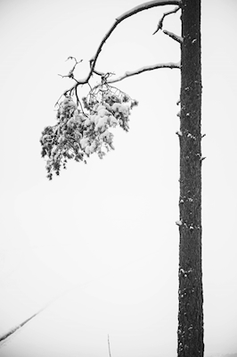 Nieve en el árbol