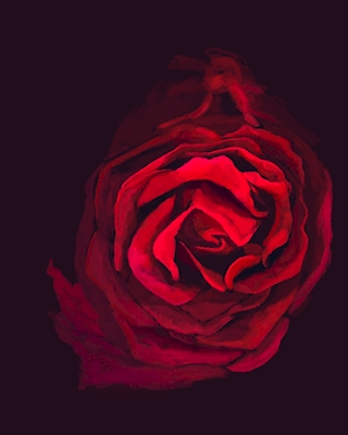 Blodrød rose