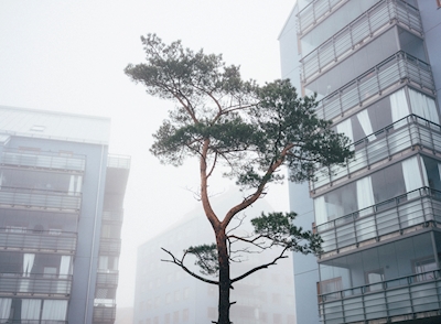 Misty Pine