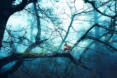 Misty forest squirrel