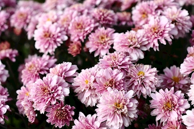 Collezione Flora: Sogni rosa