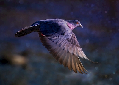 Kyyhkynen violetissa talvivalossa