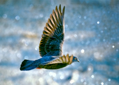 Pigeon dans la lumière bleue de l’hiver