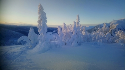 Bevroren bomen