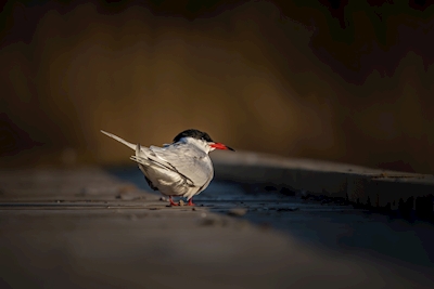 The common tern in the evening