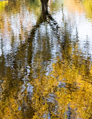 Árboles de otoño en reflexión