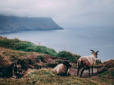 Ovelhas em Runde, Noruega