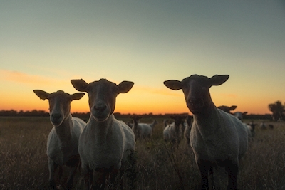 sheep in sunset 