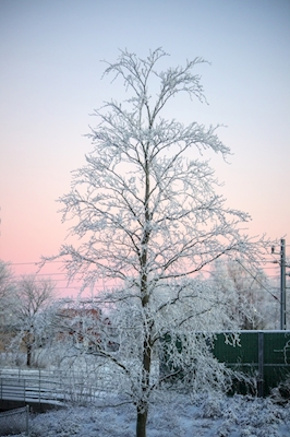 Zimní stromy 