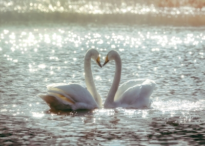 Swan romance