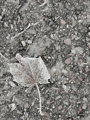 Ensamt löv
