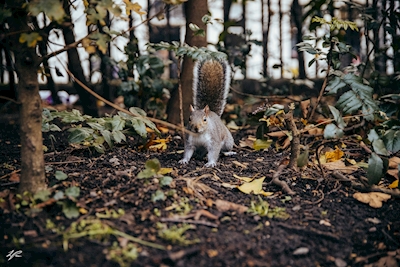 Écureuils dans le parc