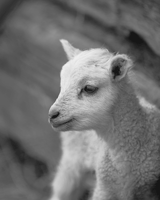Newly born lamb