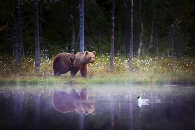 Niedźwiedź - lustrzane odbicie w nocy
