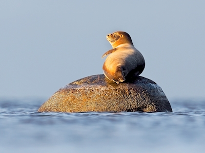Harbour seal enjoying the sun