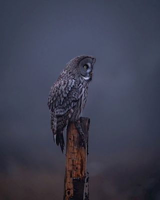 Great grey owl in the fog