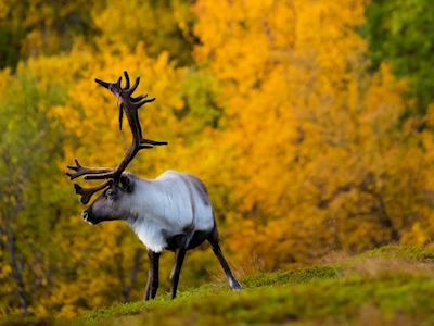 Autumn reindeer
