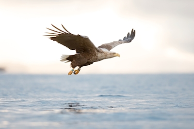 Sea eagle about to strike