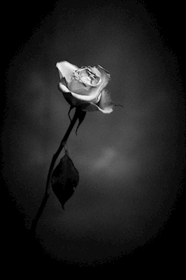 Rose noir et blanc