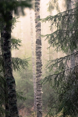 Framed birch tree