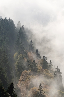 Tåge skov