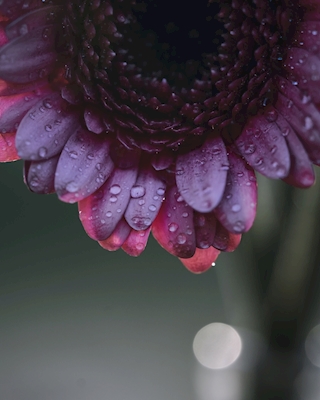 Kwiat z kroplami wody
