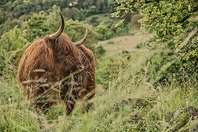 Highland cattle in the meadow