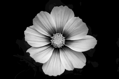 The white flower