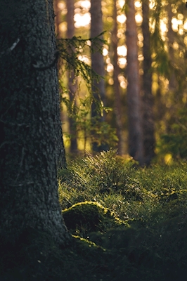 Foresta di Sörmland