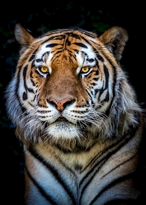 Tiikerin silmä