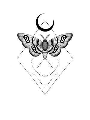Moth Butterfly